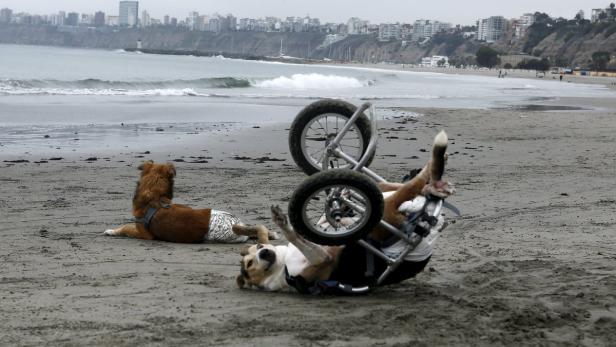 Ein Hund im Rollstuhl liegt am Strand, während ein anderer Hund daneben liegt.