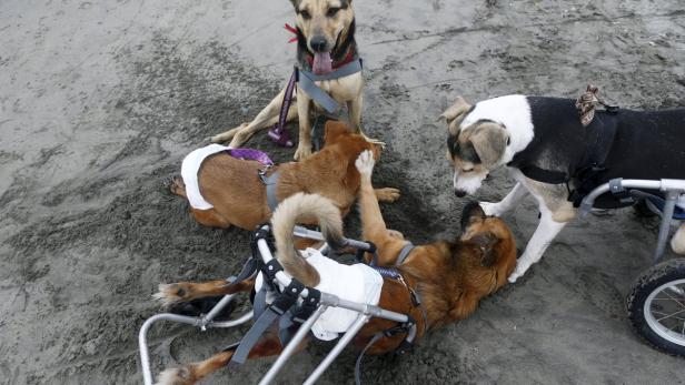 Mehrere Hunde, von denen einige Windeln und Rollstühle tragen, interagieren am Strand.