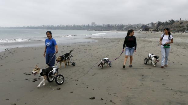 Drei Frauen führen Hunde mit Rollwagen am Strand entlang.