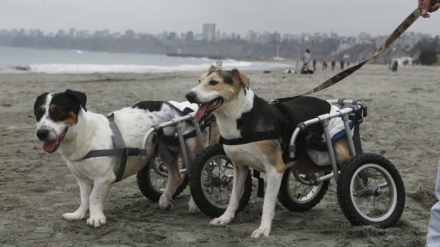 Zwei Hunde mit Rollwagen stehen am Strand vor einer Stadtkulisse.