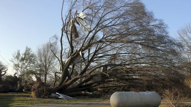 Ein entwurzelter Baum liegt auf dem Boden, Trümmer sind in seinen Ästen verfangen.