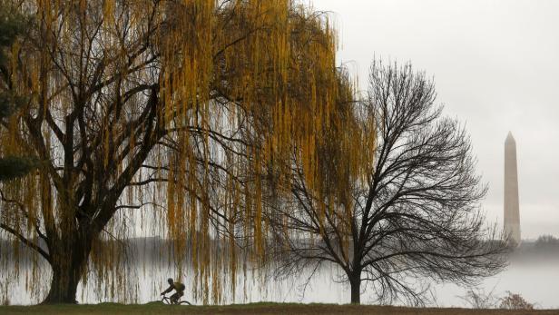 Ein Radfahrer fährt an einem Weidenbaum vorbei, im Hintergrund das Washington Monument im Nebel.