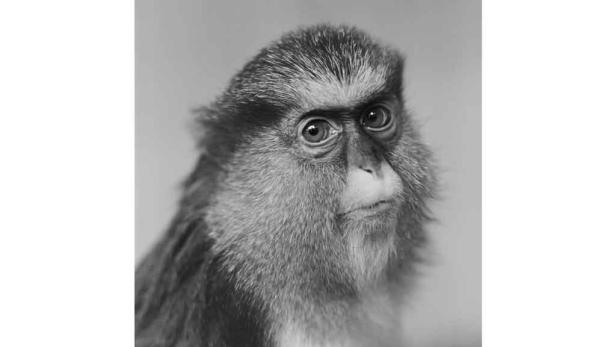 Porträt eines Cercopithecus lhoesti Affen in Schwarzweiß.