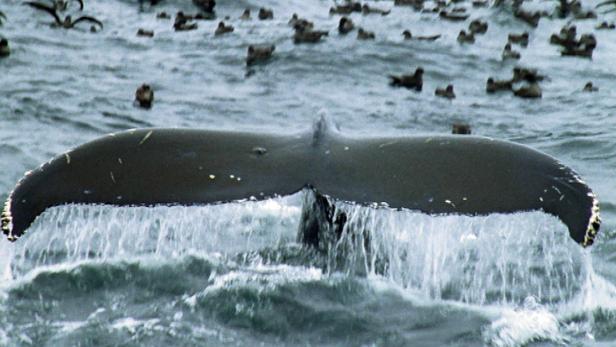 Die Schwanzflosse eines Buckelwals ragt aus dem Wasser.