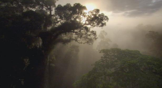 Dichter Nebel liegt über den Baumwipfeln eines tropischen Regenwaldes.