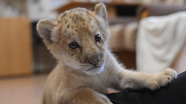 Erster "Liliger" der Welt geboren