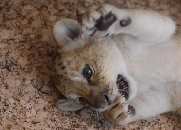 Erster "Liliger" der Welt geboren