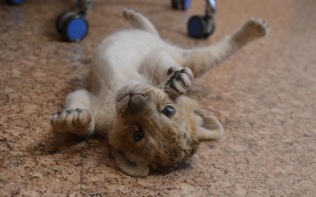 Erster "Liliger" der Welt geboren