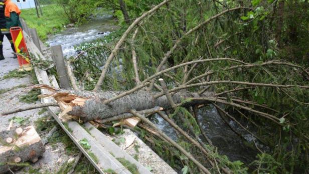 Ein umgestürzter Baum blockiert eine Brücke über einen Bach.