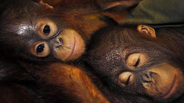 Die Baumbetten der Orang Utans