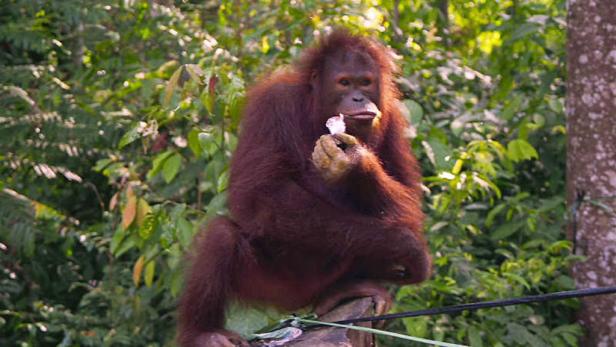 Die Baumbetten der Orang Utans