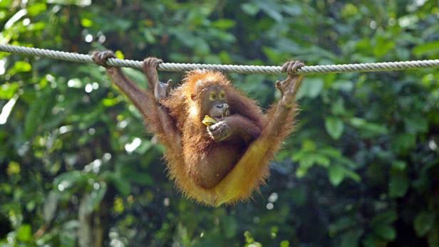 Die Baumbetten der Orang Utans