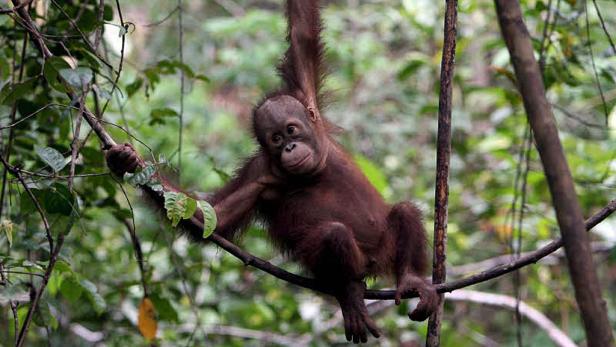 Die Baumbetten der Orang Utans