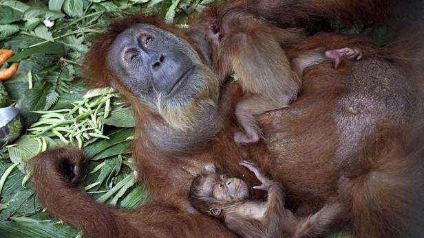 Die Baumbetten der Orang Utans