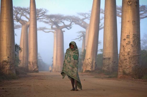Ein Mädchen steht in einer Allee von Affenbrotbäumen in Madagaskar.