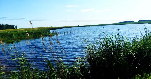 Schilfgras säumt das Ufer eines Sees an einem sonnigen Tag.