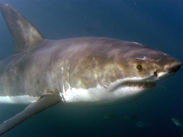 Ein Weißhai schwimmt im dunklen Wasser.