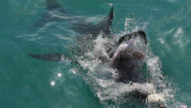 Ein Weißhai springt mit aufgerissenem Maul aus dem Wasser.