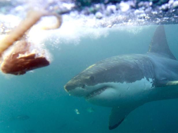 Ein Weißhai schwimmt unter Wasser auf ein Köder zu.