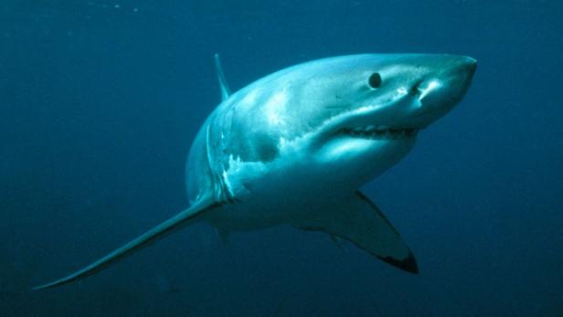 Ein Weißhai schwimmt im tiefblauen Wasser.