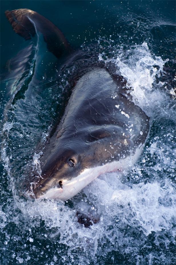 Ein Weißhai taucht im Meer auf und erzeugt Gischt.