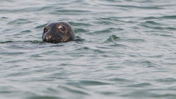 Ein Seehund schwimmt im Wasser und schaut in die Kamera.
