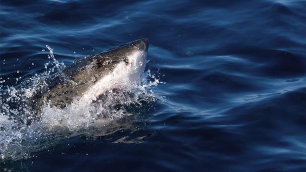 Ein Weißhai durchbricht die Wasseroberfläche.
