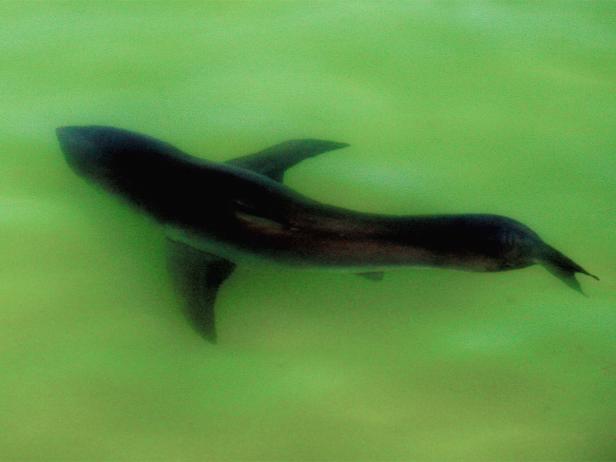 Ein Hai schwimmt im trüben, grünen Wasser.