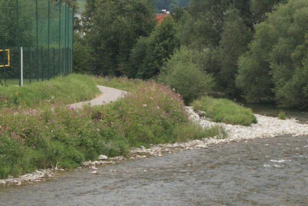Ein Fluss fließt an einem bewachsenen Ufer entlang, auf dem ein Tier steht.