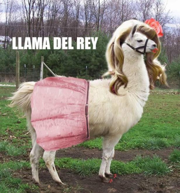 Facebook-Hype um Lana del Reys H&M-Pose