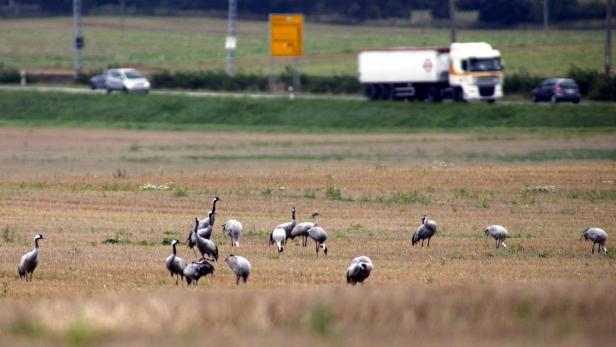 Eine Gruppe von Kranichen steht auf einem Feld, im Hintergrund eine Straße.