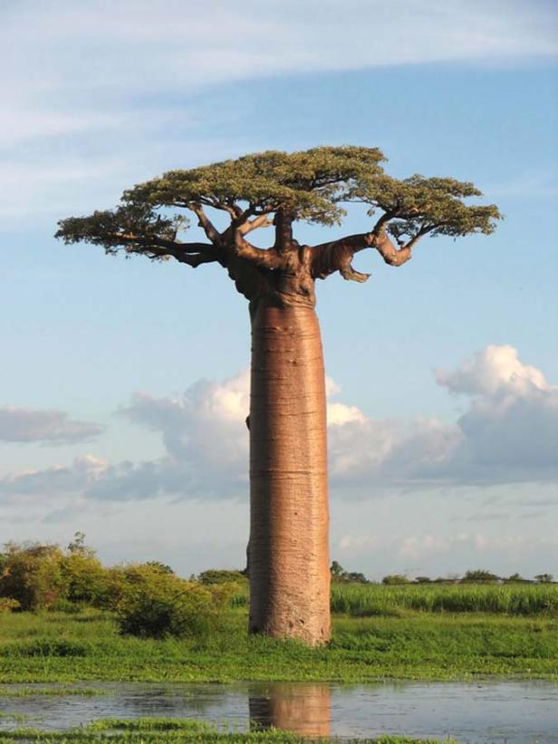 Wikimedias Fotos des Jahres