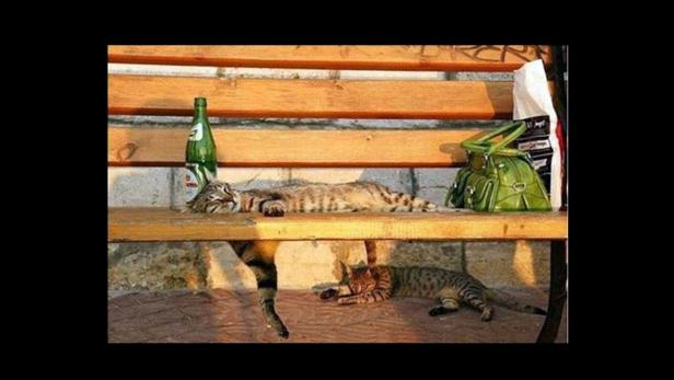Katzen-Olympiade der skurrilsten Schlaf-Fotos
