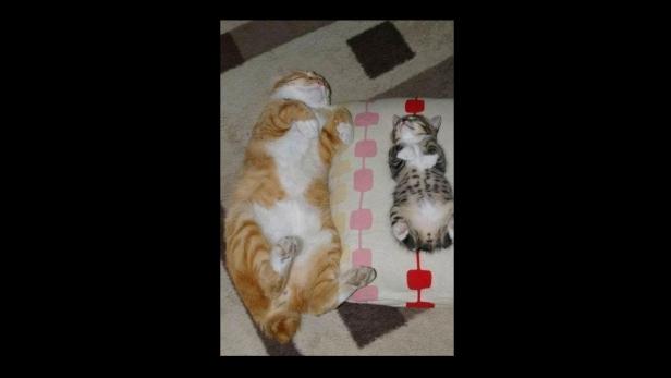 Katzen-Olympiade der skurrilsten Schlaf-Fotos