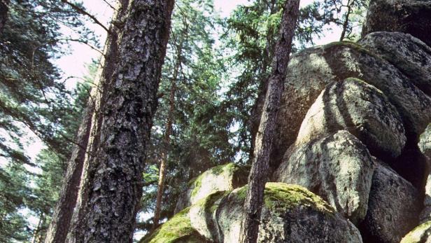 Moosbewachsene Felsen und Kiefern im Wald.