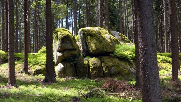Moosbewachsene Felsen liegen zwischen den Bäumen eines Waldes.