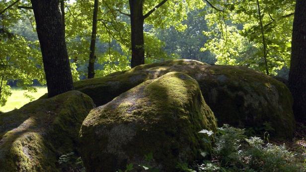 Moosbewachsene Felsen liegen in einem lichten Wald.