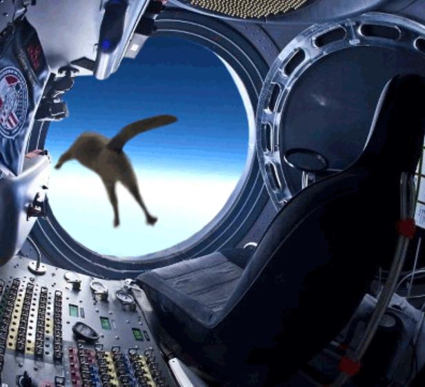 Eine Katze schwebt schwerelos vor einem Fenster im Inneren eines Raumschiffs.