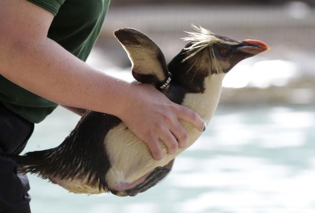 Inventur im Londoner Zoo