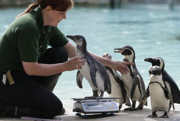 Inventur im Londoner Zoo