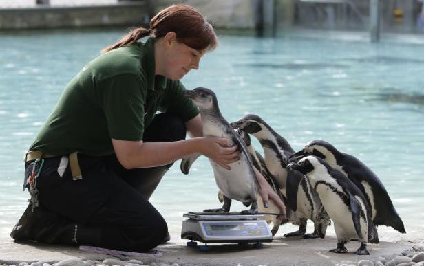 Inventur im Londoner Zoo