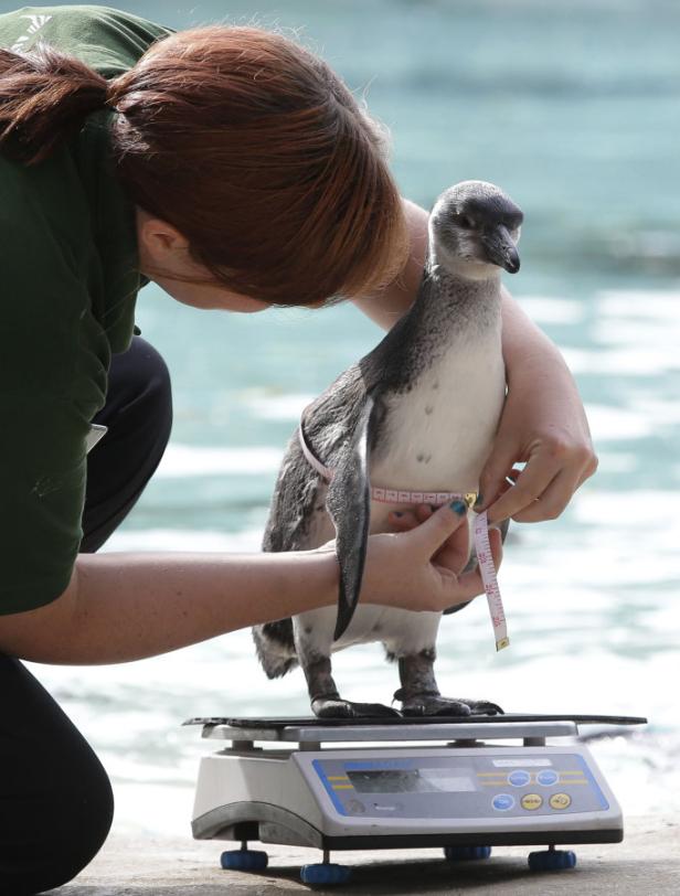 Inventur im Londoner Zoo