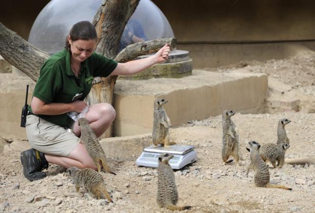 Inventur im Londoner Zoo