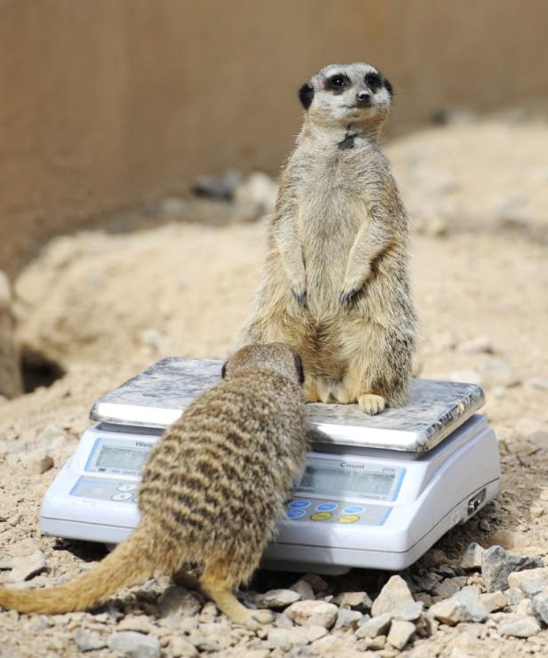 Inventur im Londoner Zoo