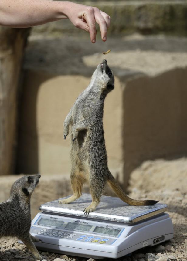 Inventur im Londoner Zoo