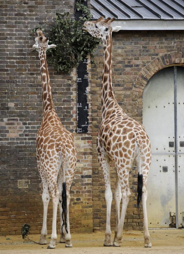 Inventur im Londoner Zoo