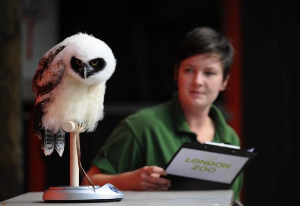 Inventur im Londoner Zoo