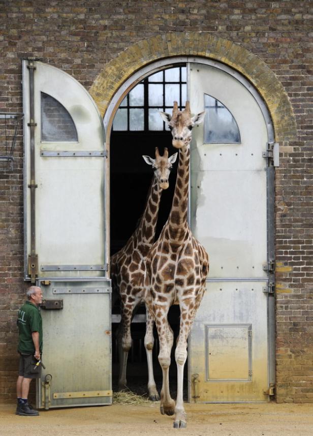 Inventur im Londoner Zoo