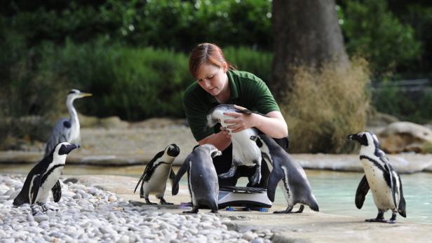 Inventur im Londoner Zoo