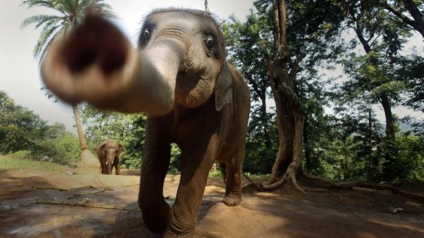 Ein junger Elefant streckt seinen Rüssel in die Kamera.